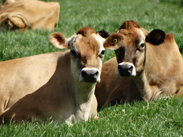 FIÈVRE CATARRHALE OVINE (OVIN ET BOVIN) ET MALADIEHÉMORRAGIQUE ÉPIZOOTIQUE (BOVIN)Il est encore temps de protéger vos animaux !